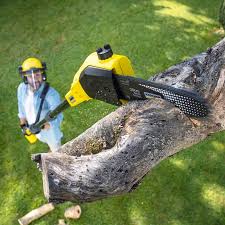 Best Tree Maintenance Programs  in Stonewall, LA