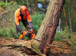 Best Tree Risk Assessment  in Stonewall, LA