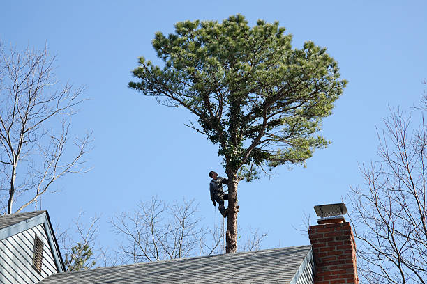 Best Emergency Tree Removal  in Stonewall, LA